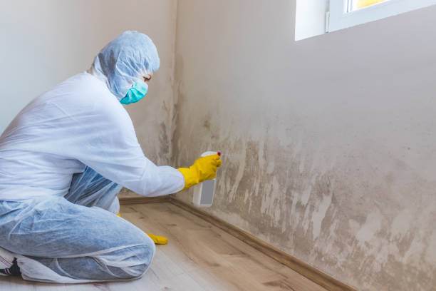 Licensed Basement Mold Remediation service in Elizabeth, PA - WQB Mold Removal