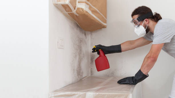Professional Basement Mold Remediation technician working in Elizabeth, PA